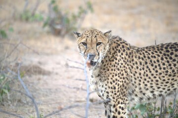 Cheetah in wild savanna , Animal of africa