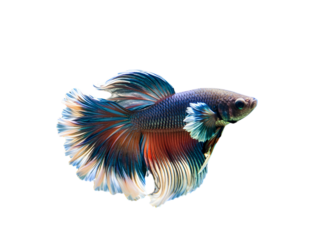 Colorful with main color of dark blue, white and yellow betta fish, Siamese fighting fish transparent background