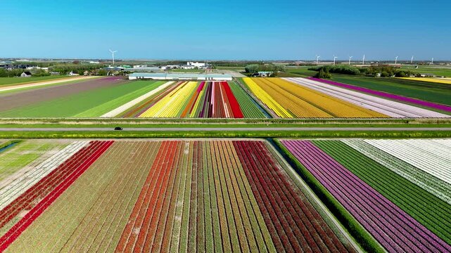 Witness the stunning beauty of expansive tulip fields in the Netherlands, showcasing a vibrant palette of colors. a road with a tulip field, drone aerial view