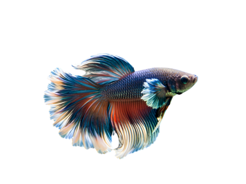 Colorful with main color of dark blue, white and yellow betta fish, Siamese fighting fish transparent background