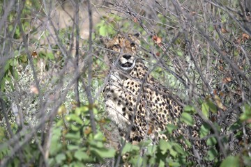 Cheetah in wild savanna , Animal of africa