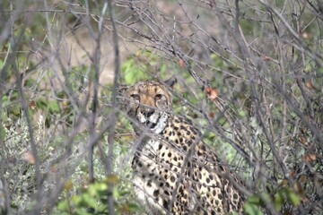 Cheetah in wild savanna , Animal of africa