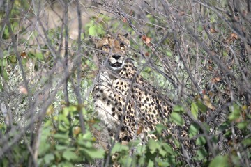 Cheetah in wild savanna , Animal of africa
