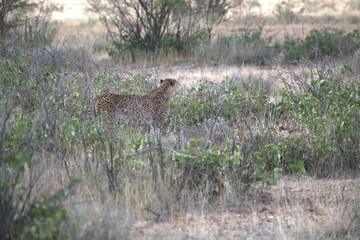 Cheetah in wild savanna , Animal of africa