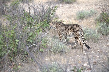 Cheetah in wild savanna , Animal of africa