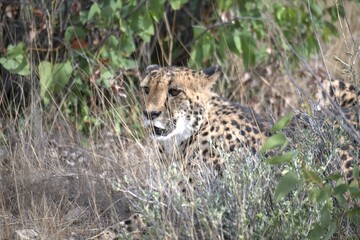 Cheetah in wild savanna , Animal of africa