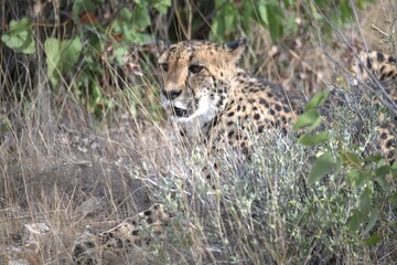 Cheetah in wild savanna , Animal of africa
