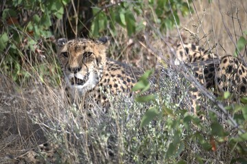 Cheetah in wild savanna , Animal of africa