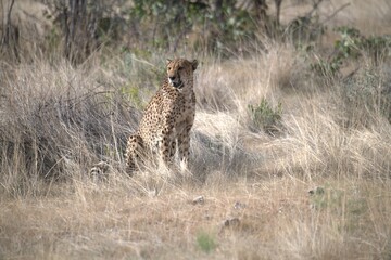 Cheetah in wild savanna , Animal of africa