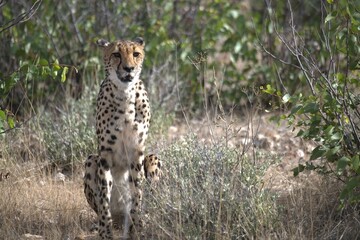 Cheetah in wild savanna , Animal of africa