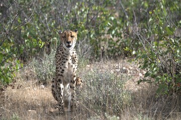 Cheetah in wild savanna , Animal of africa