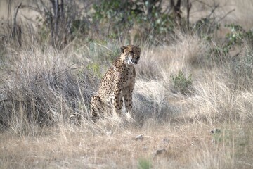 Cheetah in wild savanna , Animal of africa