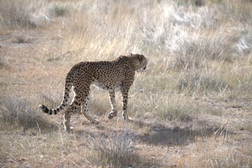 Cheetah in wild savanna , Animal of africa