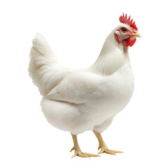 Fototapeta premium Cute a white chicken. Animal farm and wildlife