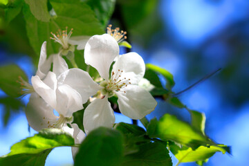 Colorful blossom in spring garden