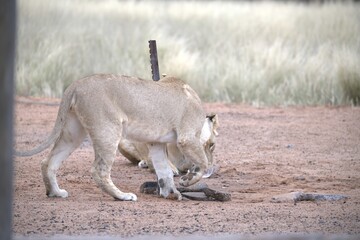 Naklejka premium Lion in wild savanna , Animal of africa 