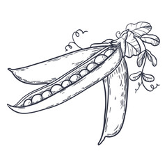 Hand-drawn black and white illustration of three pea pods in vintage engraving style. Perfect for restaurant branding, menu design, packaging, culinary books, and farm market labels