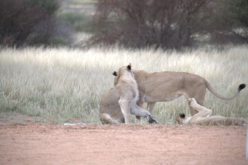 Lion in wild savanna , Animal of africa 
