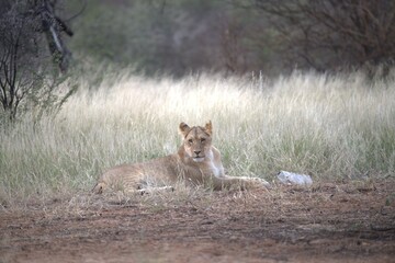 Lion in wild savanna , Animal of africa 