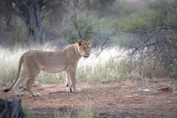 Lion in wild savanna , Animal of africa 