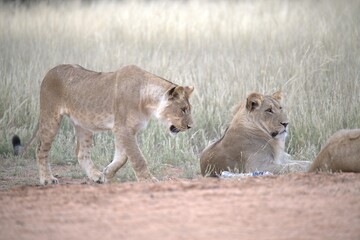 Lion in wild savanna , Animal of africa 