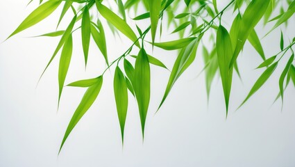 Obraz premium High-definition image of damp bamboo leaves isolated against a white backdrop
