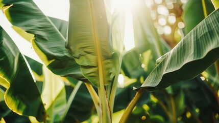 Banana leaves backlit by golden sunlight with bright glow and natural bokeh effect background