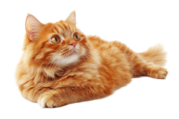 Orange tabby cat lying down, looking upwards Fluffy fur, alert expression