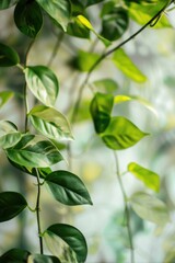 Obraz premium Fresh green leaves with distinctive white veins in natural garden background