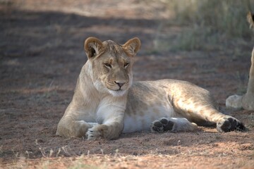 Lion in wild savanna , Animal of africa 
