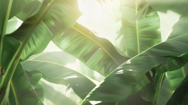 Banana leaves backlit by golden sunlight with bright glow and natural bokeh effect background