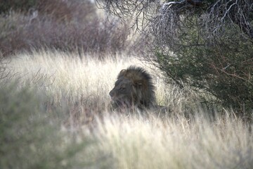 Lion in wild savanna , Animal of africa 