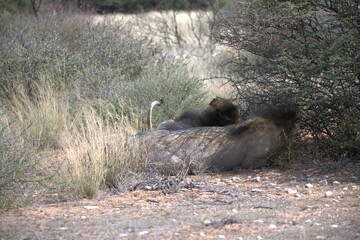 Lion in wild savanna , Animal of africa 