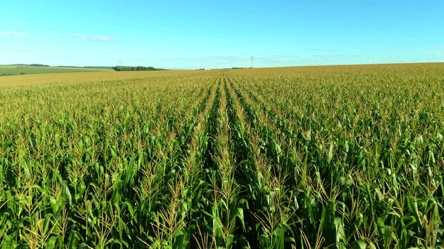Aerial view of large corn field on sustainable agriculture farm, Brazil