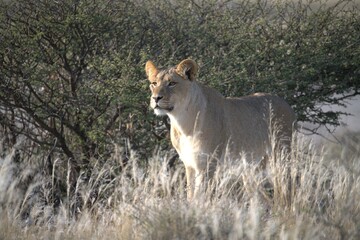 Lion in wild savanna , Animal of africa 