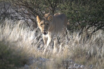Lion in wild savanna , Animal of africa 