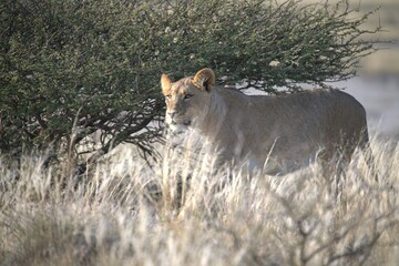 Lion in wild savanna , Animal of africa 