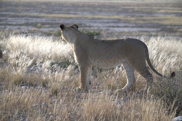 Lion in wild savanna , Animal of africa 