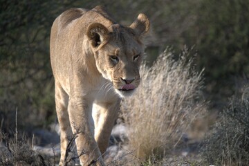 Lion in wild savanna , Animal of africa 