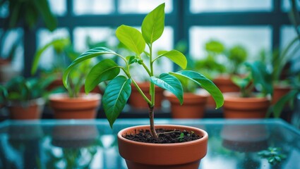 Watching avocado seeds grow through indoor gardening is a rewarding experience