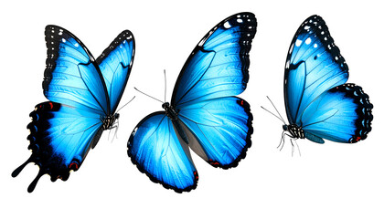 Obraz premium Three Vibrant Blue Morpho Butterflies in Flight, Isolated on White Background