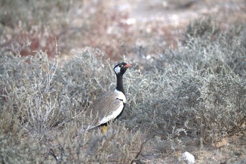 grey crowned crane in wild savanna , animal of africa