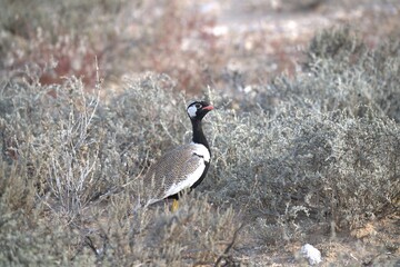 grey crowned crane in wild savanna , animal of africa