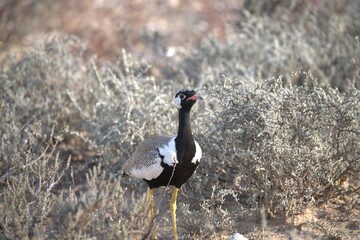 grey crowned crane in wild savanna , animal of africa