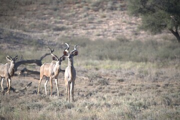 kudu in wild savanna , Animal of africa