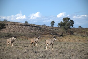 kudu in wild savanna , Animal of africa