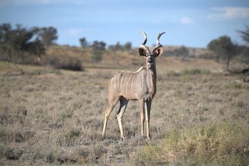 kudu in wild savanna , Animal of africa