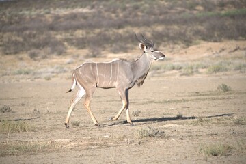 kudu in wild savanna , Animal of africa