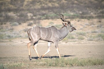 kudu in wild savanna , Animal of africa