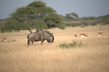 wildebeest in serengeti © Davide Antoniani
